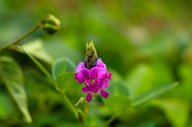 Light pink color flowers of Desmodium or tick clover, Fabaceae family