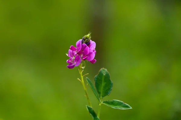 Light Pink Color Flowers Desmodium Tick Clover Fabaceae Family — Stock fotografie