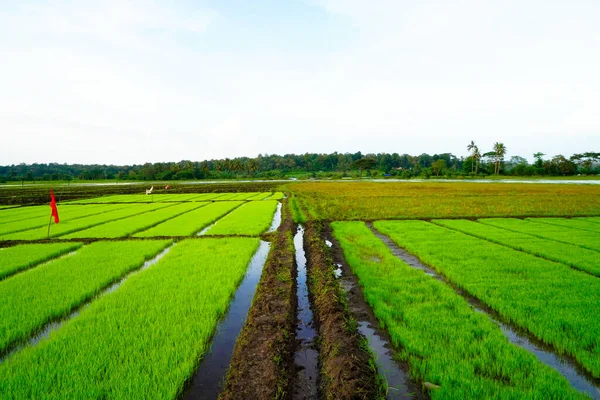 Paddy Seedling Bed Ready Planted Village — Stock Fotó