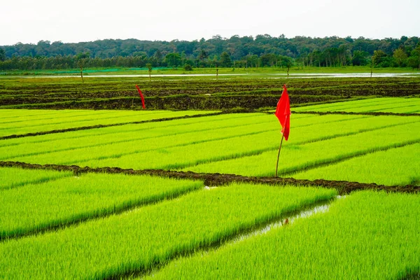 Paddy Seedling Bed Ready Planted Village — Stock Fotó