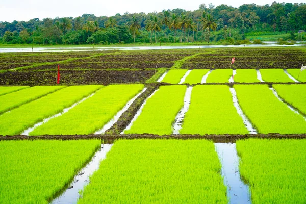 Paddy Seedling Bed Ready Planted Village — Stockfoto