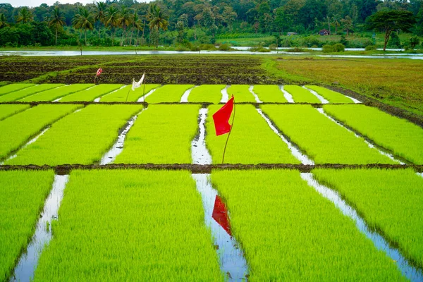 Paddy Seedling Bed Ready Planted Village — Zdjęcie stockowe