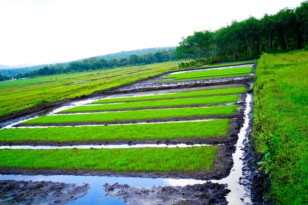 Paddy Seedling Bed Ready Planted Village — 스톡 사진