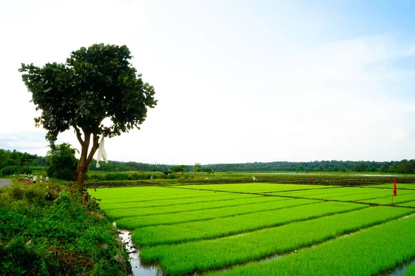 Tempat Tidur Bibit Padi Siap Ditanam Sebuah Desa — Stok Foto