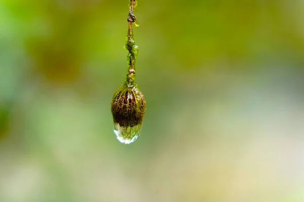 Капли Воды Кончике Высушенных Бутонов Меластомы Малабара Индийского Рододендрона Семейства — стоковое фото