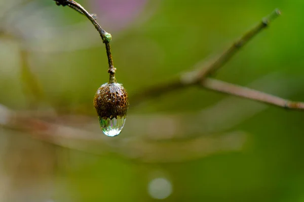 Water Droplets Tip Dried Buds Malabar Melastome Indian Rhododendron Plant — 스톡 사진