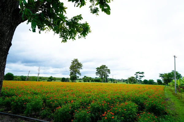 Tageties Marigold Flower Cultivation Village Perennial Plant — Stockfoto