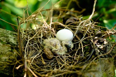 Newly hatched chick and egg of the spotted dove in the nest on the branches of a coffee plant, commonly seen in Indian subcontinent