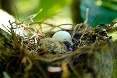 Newly hatched chick and egg of the spotted dove in the nest on the branches of a coffee plant, commonly seen in Indian subcontinent
