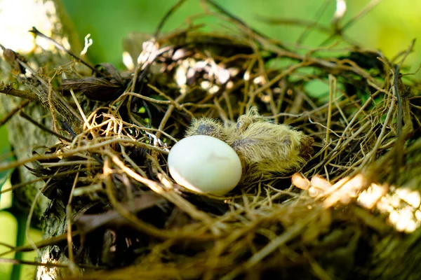 Newly hatched chick and egg of the spotted dove in the nest on the branches of a coffee plant, commonly seen in Indian subcontinent