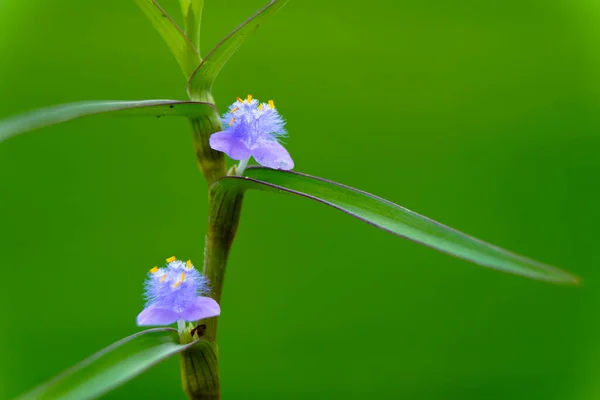 Jasnoróżowy Kwiat Koloru Cyanotis Axillarisin Rodziny Commelinaceae Wieloletnia Roślina — Zdjęcie stockowe