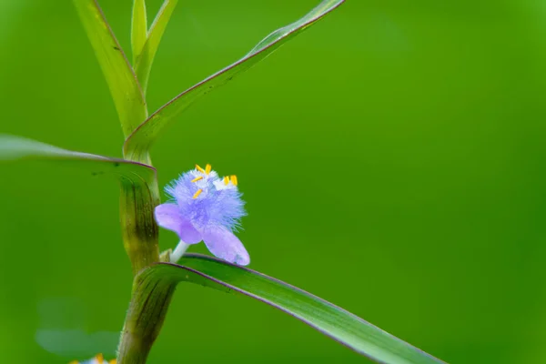 Jasnoróżowy Kwiat Koloru Cyanotis Axillarisin Rodziny Commelinaceae Wieloletnia Roślina — Zdjęcie stockowe