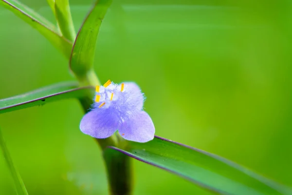 Siyanotis Axillarisin Açık Pembe Çiçekleri Commelinaceae Familyası Daimi Bitki — Stok fotoğraf