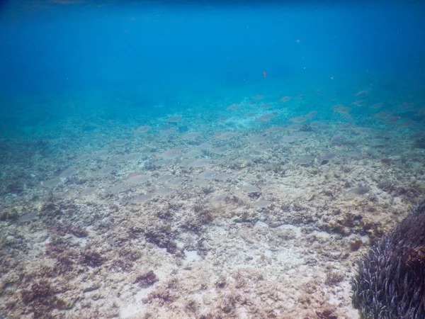 San Vito Capo Spectaculair Onderwater Uitzicht Zee Zeebodem — Stockfoto