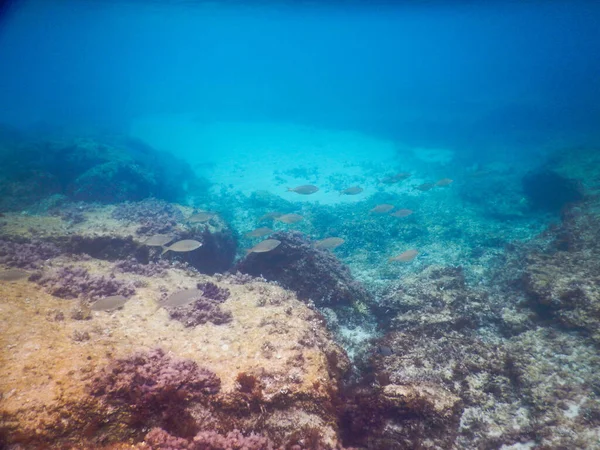 San Vito Capo Spektakulär Undervattensutsikt Över Havet Och Havsbotten — Stockfoto