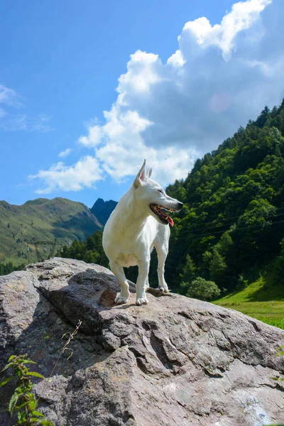 Jack Russell Dog Free Spirit Stock Photo