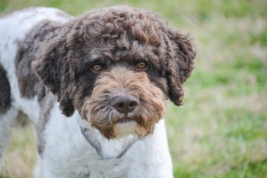 Aslen Emilia Romagna İtalya 'dan lagotto truffle dog.
