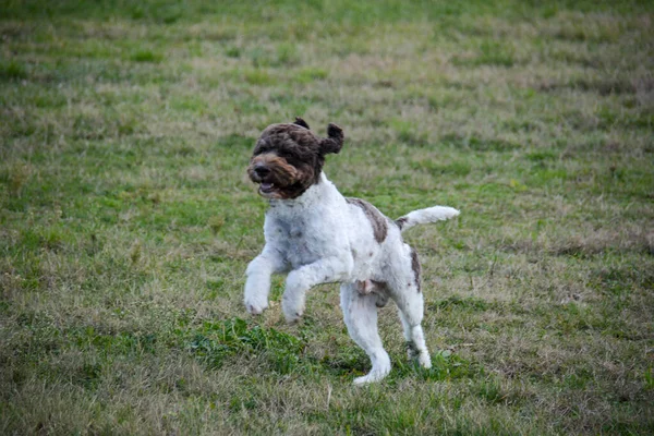 Lagotto Szarvasgomba Kutya Eredetileg Emilia Romagna Olaszország — Stock Fotó