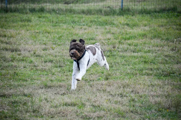 Lagotto Τρούφα Σκύλου Αρχικά Από Emilia Romagna Ιταλία — Φωτογραφία Αρχείου