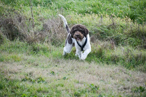 Lagotto Szarvasgomba Kutya Eredetileg Emilia Romagna Olaszország — Stock Fotó