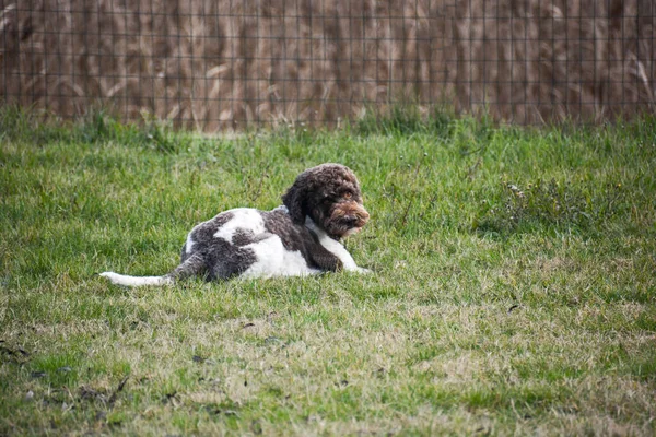 Lagotto Szarvasgomba Kutya Eredetileg Emilia Romagna Olaszország — Stock Fotó