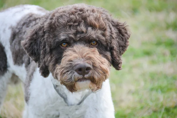 Aslen Emilia Romagna İtalya 'dan lagotto truffle dog.