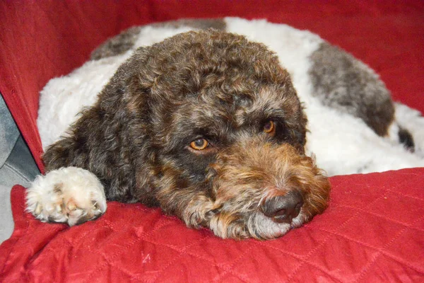 Lagotto Szarvasgomba Kutya Eredetileg Emilia Romagna Olaszország — Stock Fotó