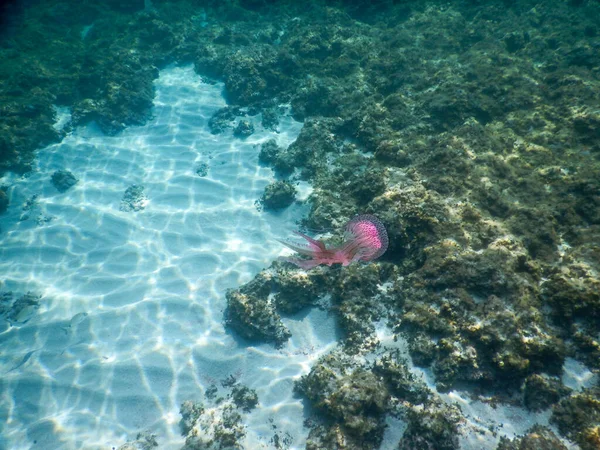 Медузы Длинными Щупальцами Плавающие Синеве Средиземного Моря — стоковое фото