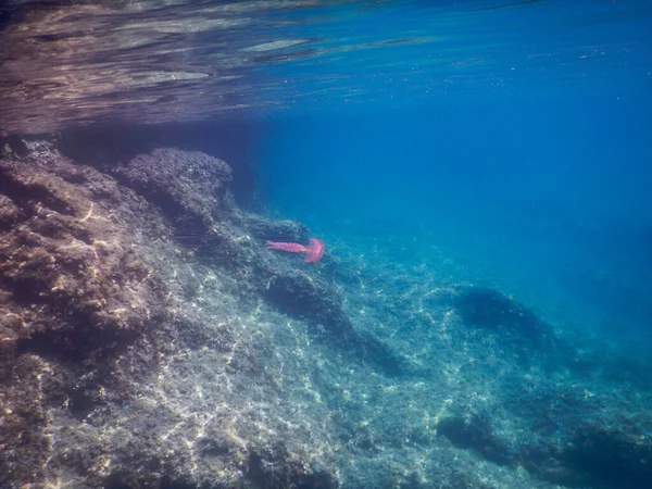 地中海の青の中に長い触手が浮かぶクラゲです — ストック写真