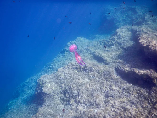 地中海の青の中に長い触手が浮かぶクラゲです — ストック写真