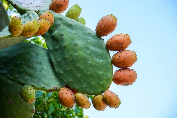Dikenli armutlar Sicilya 'nın doğal arka planında