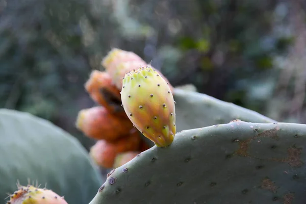 Prickly Pears Wild Fruit Sicily Original Background — Stock Photo, Image