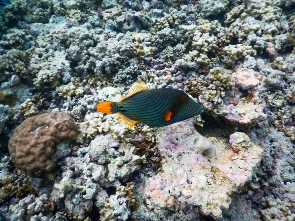 Espectaculares Vistas Vida Submarina Tropical — Foto de Stock