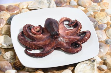 İtalyan ahtapotu Akdeniz 'de pişirilmiş ve salataya dönüştürülmeye hazır.