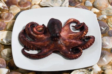 İtalyan ahtapotu Akdeniz 'de pişirilmiş ve salataya dönüştürülmeye hazır.