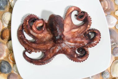 İtalyan ahtapotu Akdeniz 'de pişirilmiş ve salataya dönüştürülmeye hazır.
