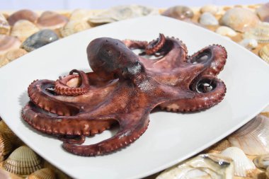 İtalyan ahtapotu Akdeniz 'de pişirilmiş ve salataya dönüştürülmeye hazır.