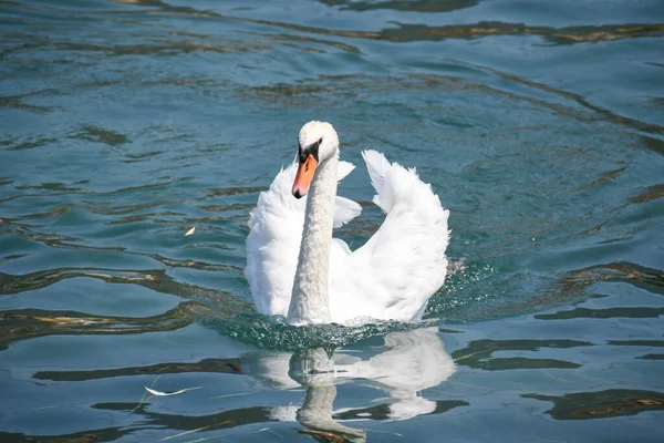 Swan Striding Clear Waters Lake Iseo — Fotografia de Stock