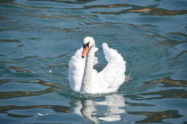 Swan Striding Clear Waters Lake Iseo — Stockfoto