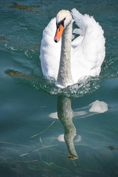 Swan Striding Clear Waters Lake Iseo — Fotografie, imagine de stoc