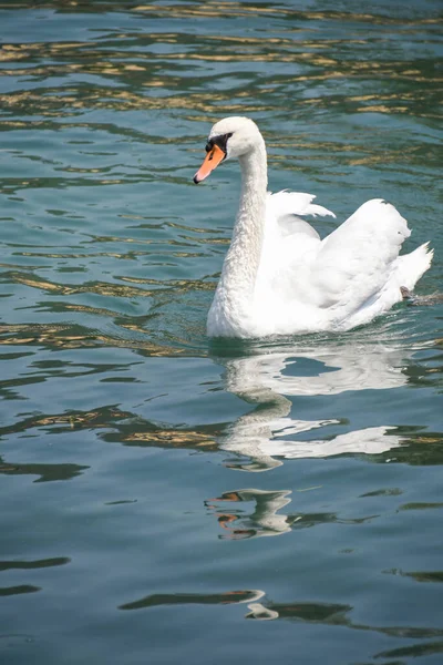 Swan Striding Clear Waters Lake Iseo — Stockfoto