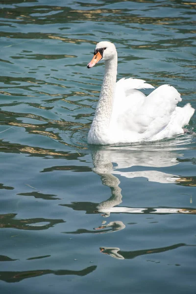 Swan Striding Clear Waters Lake Iseo — Fotografia de Stock