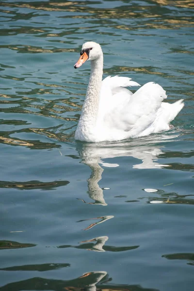 Swan Striding Clear Waters Lake Iseo — Stockfoto