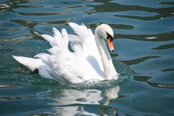 Swan Striding Clear Waters Lake Iseo — Stockfoto