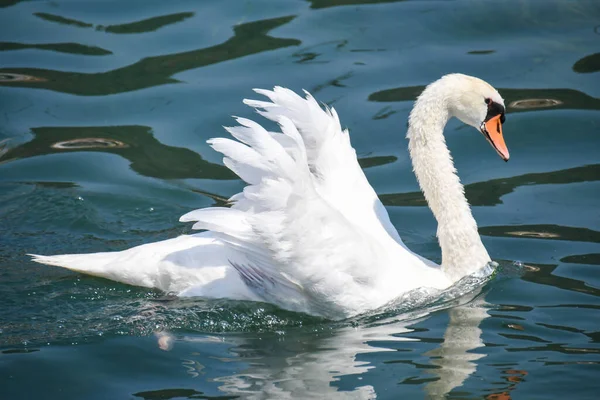 Swan Striding Clear Waters Lake Iseo — Stockfoto