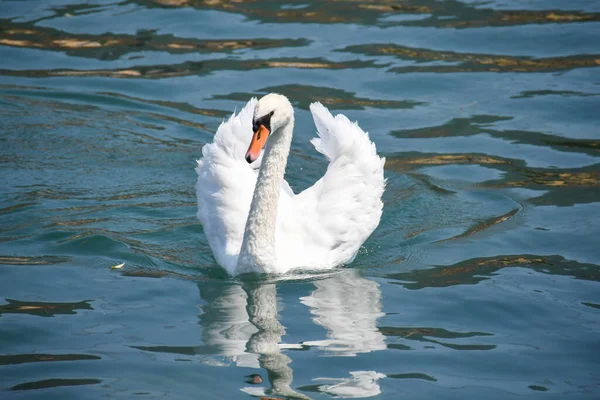 Swan Striding Clear Waters Lake Iseo — Stockfoto