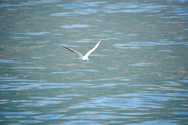 Seagull Fly Free Open Blue Sky Lake — Stock Photo, Image