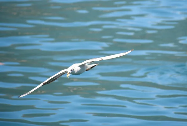 Möwen Fliegen Frei Offenen Blauen Himmel Über Einem See — Stockfoto