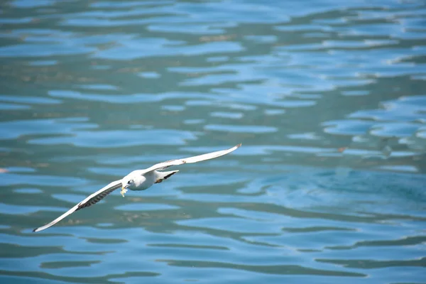 Gaivota Voa Livre Céu Azul Aberto Sobre Lago — Fotografia de Stock