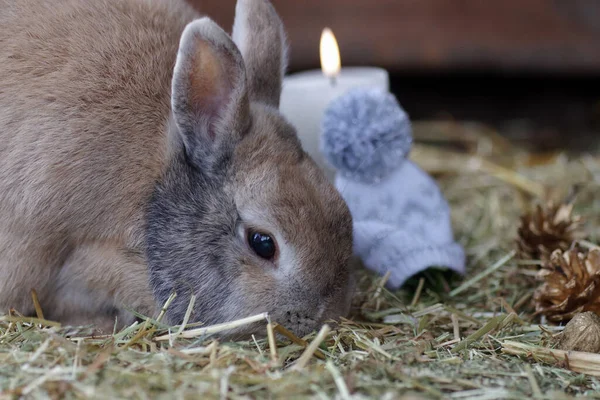 Рождественский Мотив Кроликом Свечой — стоковое фото